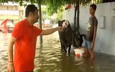 Pitched Against Flood, People Struggle To Protect Cattle In Patna