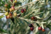 An Incurable Disease Is Threatening European Olive Trees