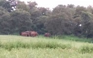 Group Of Elephants Wreak Havoc In Madhya Pradesh's Singrauli