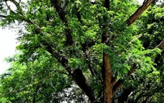 Mumbai: Activists Protest After Tree Cutting Begins At Aarey Forest