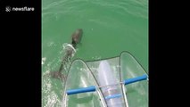 Excited dolphin does 9 consecutive jumps off Florida's Gulf coast
