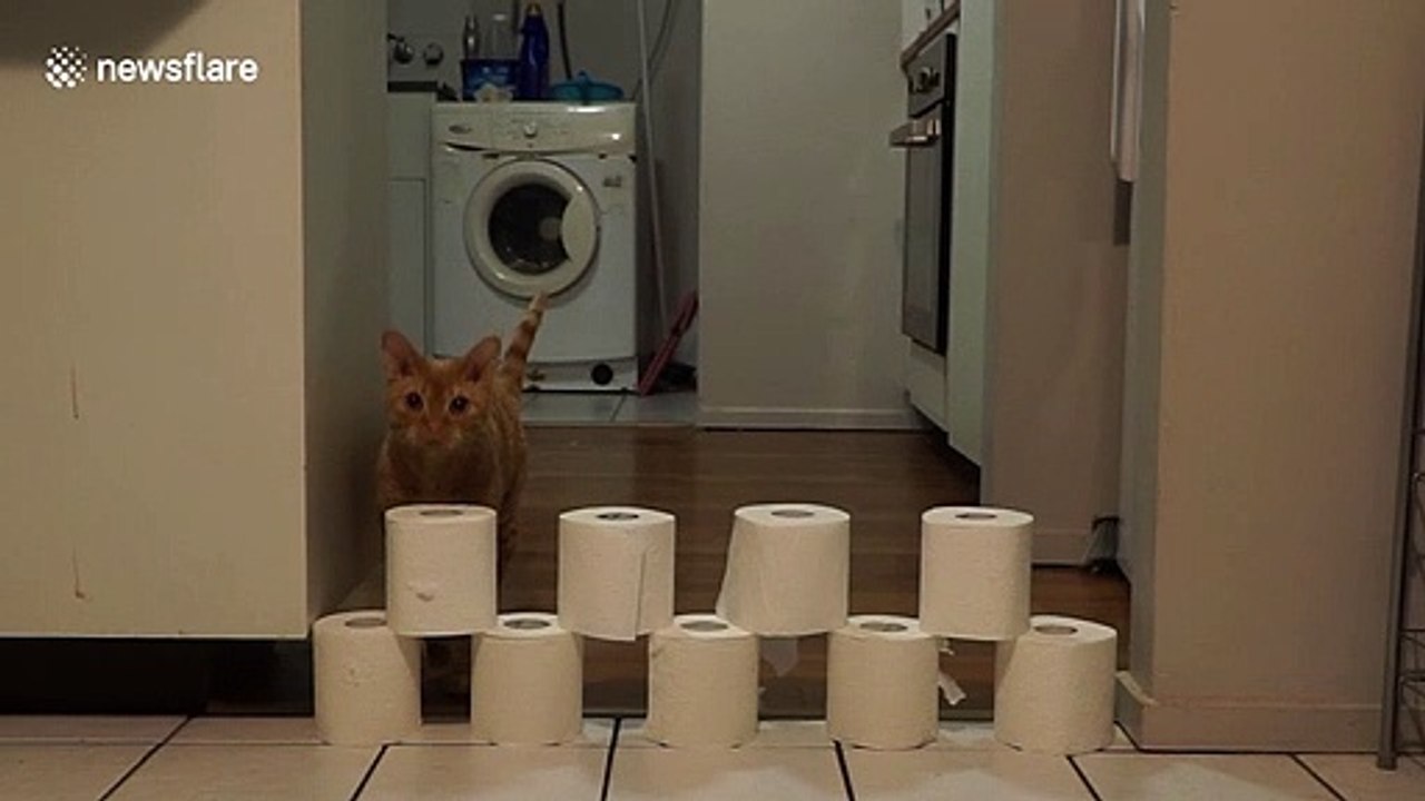 Australia cat plays along with increasing toilet roll jumps but eventually SPEARS through stack