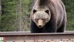 A Bear Named 'Split Lip' Has Been Eating Other Bears In Canada