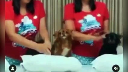 Mulher de Londrina faz desafio da farinha com cães e revolta internet