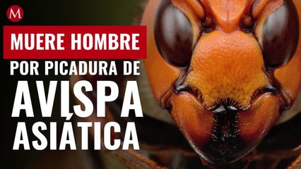 En España, muere hombre por picadura de avispa asiática