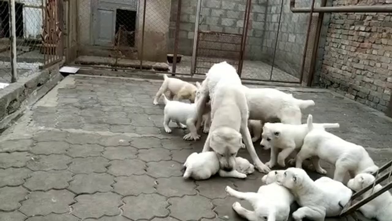 ALABAY YAVRULARININ KAHVALTI YARISI - ALABAi SHEPHERD DOG PUPPiES