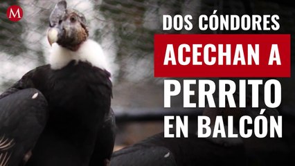 Cóndores visitan balcón de departamento y acechan a perro en Chile