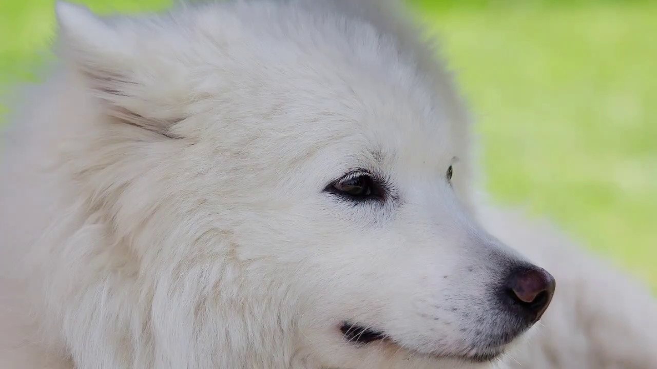 story of first space dog | first dog in space | the sad story of laika