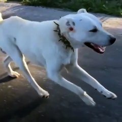 AKBAS COBAN KOPEGi AKSAM SPORUNDA - AKBASH SHEPHERD DOG EXERCiSE