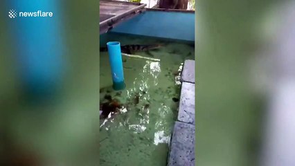 Zookeeper pets alligator he's looking after at home during lockdown