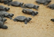Amid Coronavirus Lockdown Over 2 Lakhs Olive Ridley Turtles Crawl Towards Odisha’s Rushikulya Beach