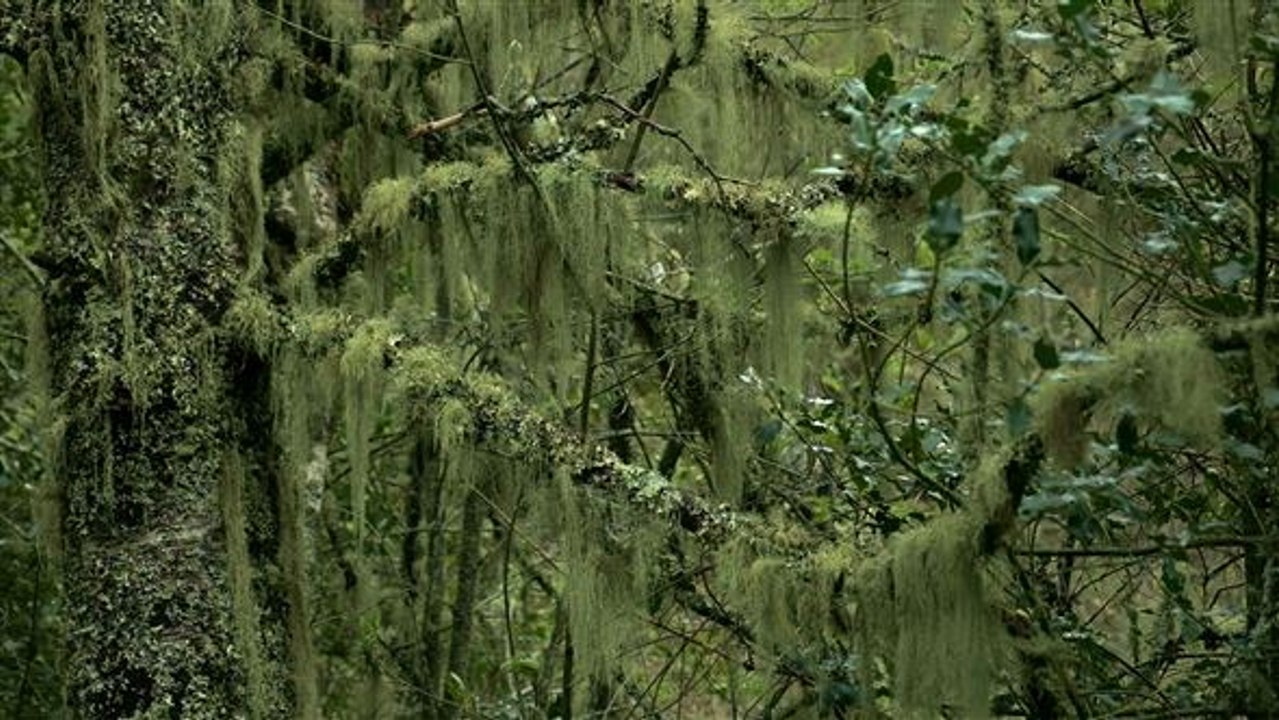 Der Wald von Muniellos