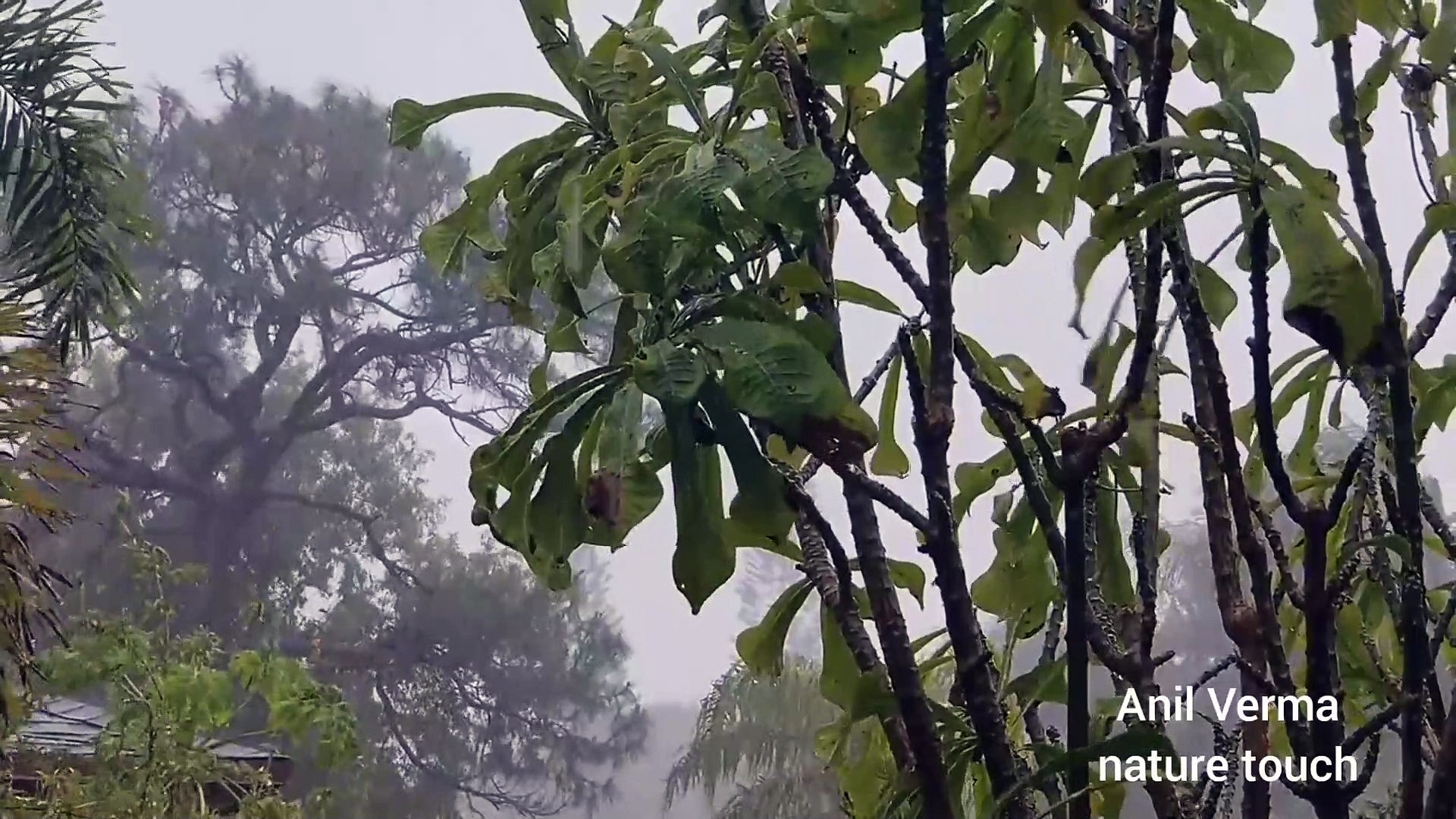 ⁣Nature storm/nature storm sounds/nature storm videos/nature touch/कुदरती तुफान/entertainment/creativ