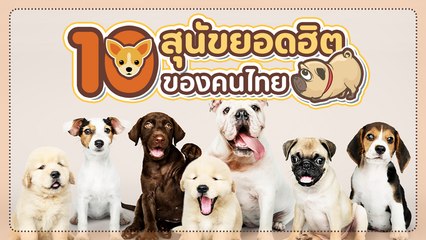 10 อันดับ สุนัขยอดฮิตของคนไทย