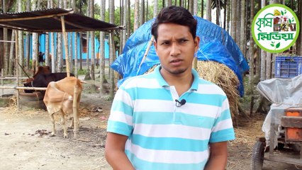 How to kill mosquitoes