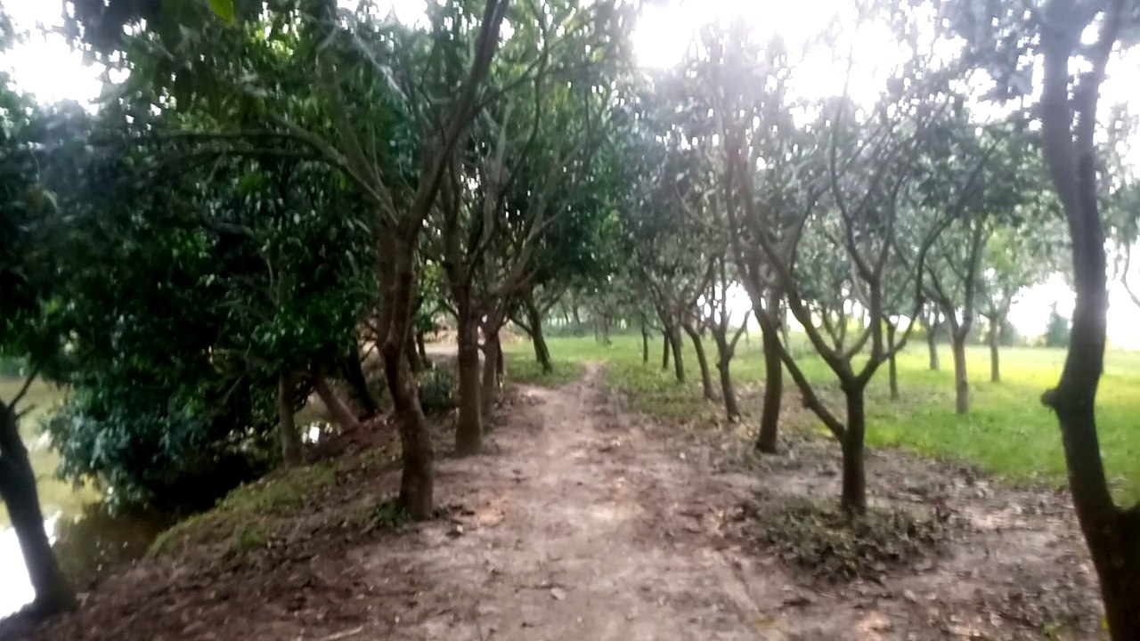 Our garden.