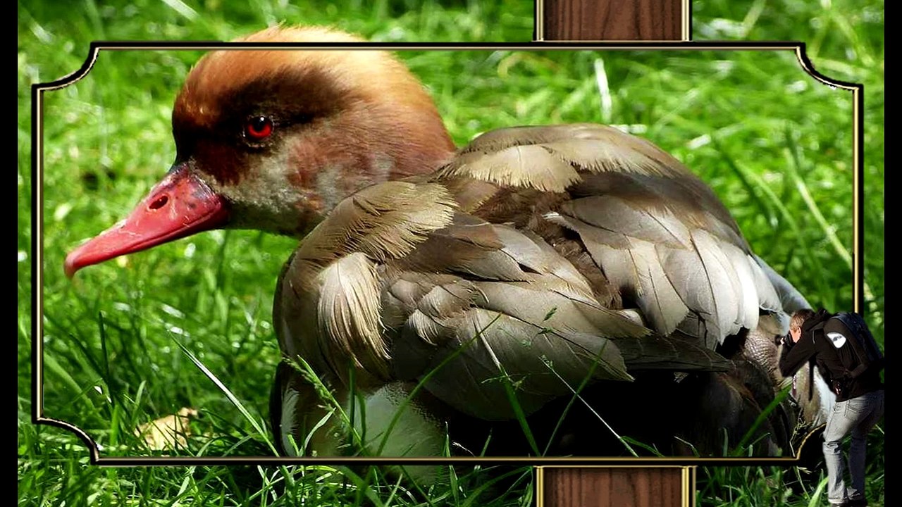 des-oiseaux-aux-couleurs-magnifiques-lucienne'' İsimli PPS'den Dönüştürüldü