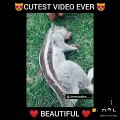 Just a entertainment so cute must watch this ones