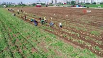 Patates üreticisinde fiyat düşecek korkusu