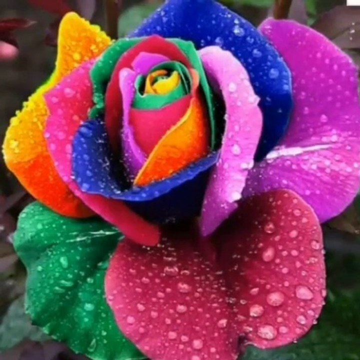 The Red Rose Rainbow