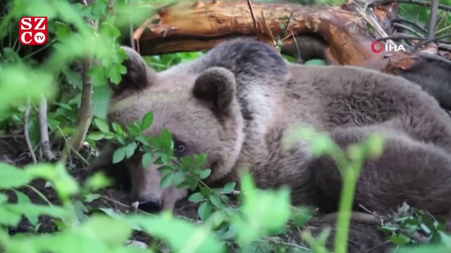 Uludağ'da kapana yakalanan ayı böyle kurtarıldı