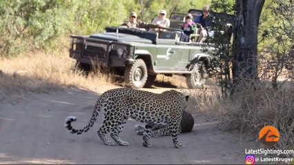 Males Fight Over Leopardess, She Breaks It Up! | Kruger Sightings