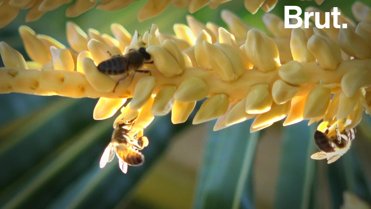 Social distancing is also found among bees