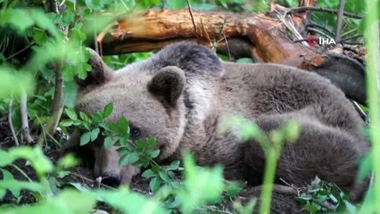 Uludağ'da kapana yakalanan ayı böyle kurtarıldı