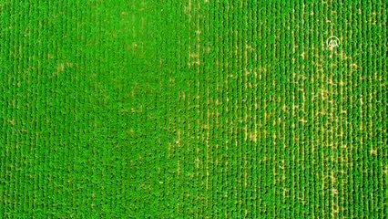 Patatesin "ateşini" hasat düşürdü