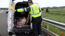 Detenido por transportar carne porcina sin las condiciones de salubridad