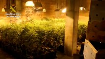 Dos detenidos en Almería por cultivar más de 300 plantas de marihuana