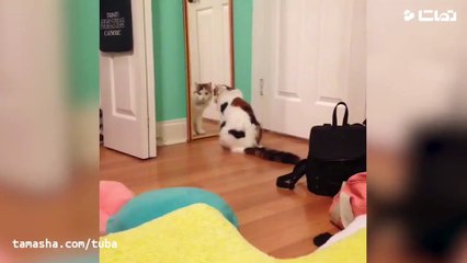 Funny short clips in laughter with animals