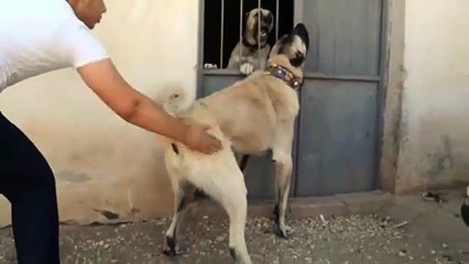 DEV COBAN KOPEKLERi YAKIN TEMAS ATISMA - ANATOLiAN SHEPHERD DOGS NEAR VS