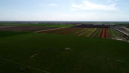 Türkiye'den 12 ülkeye "lale" ihracatı - KONYA