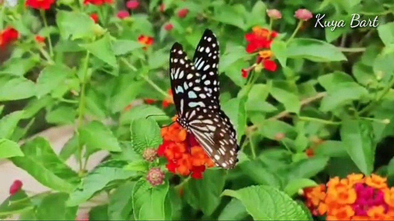 Beautiful Butterfly