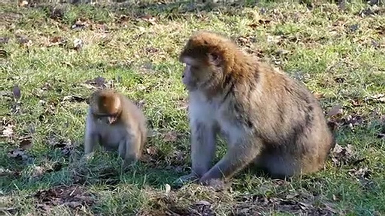 Forest Monkey