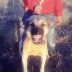 SiVAS KANGAL KOPEKLERiNDEN YAKIN ATISMA - KANGAL DOG NEAR VS