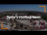 Syrian builds rooftop farm to beat economic hardship