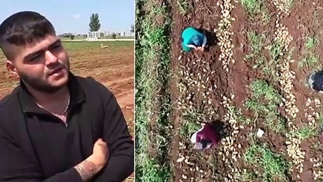 Turfanda Hasadı Başladı, Üretici Patates Fiyatının Düşmesinden Endişeli