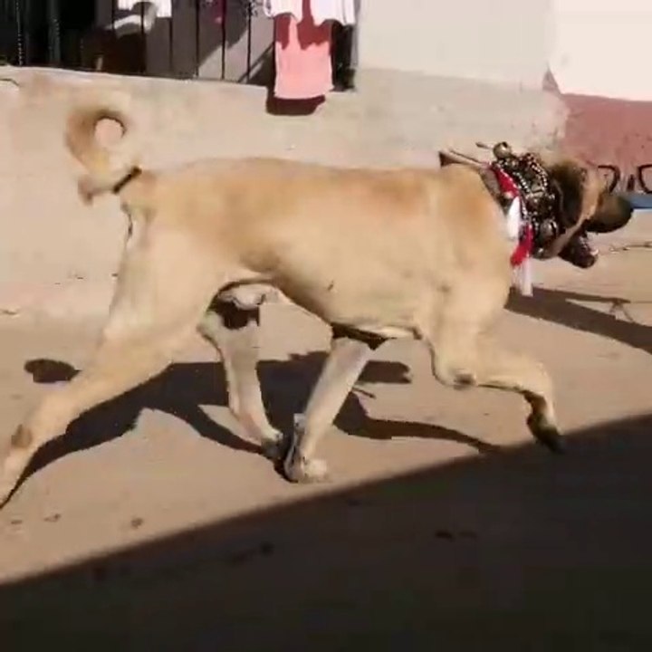 AKSARAY MALAKLI COBAN KOPEKLERi - MALAKLI SHEPHERD DOGS