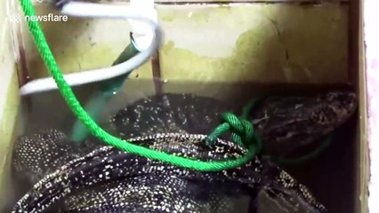 Thai family shocked after finding huge monitor lizard in bathroom water tank