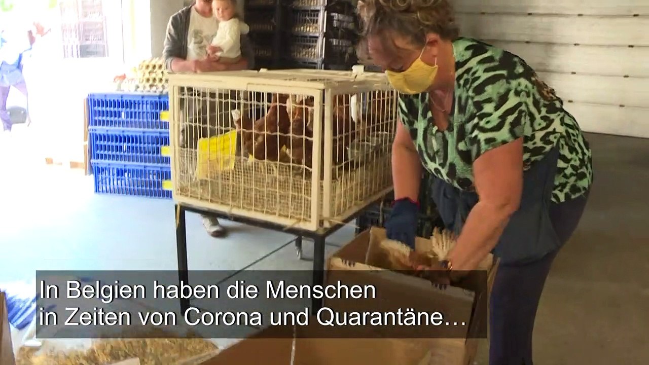 Hühnerhaltung boomt in Corona-Zeiten