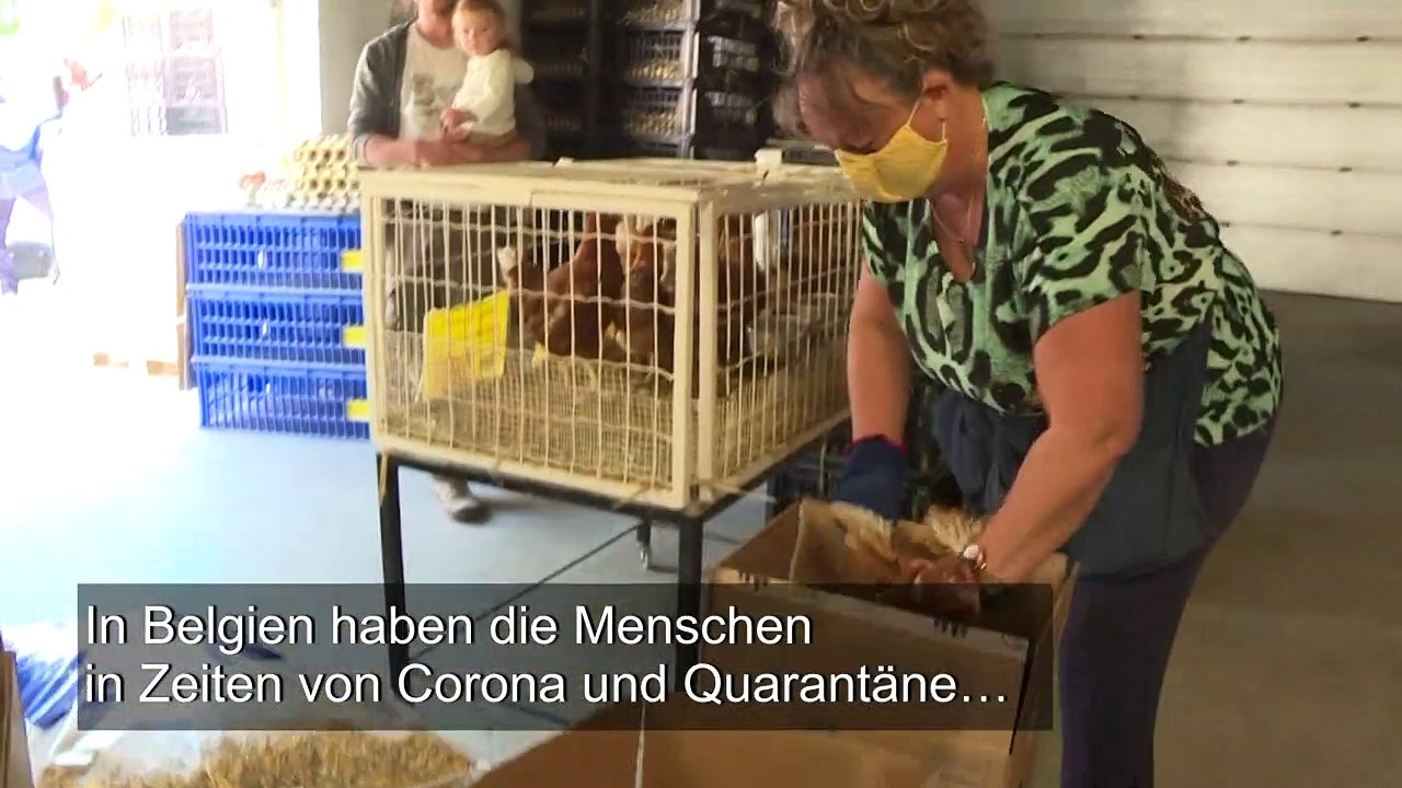 Hühnerhaltung boomt in Corona-Zeiten