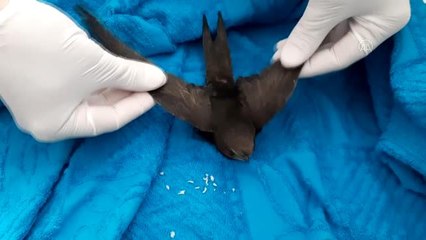 Balkona konan ebabil, bakımının ardından doğaya salındı