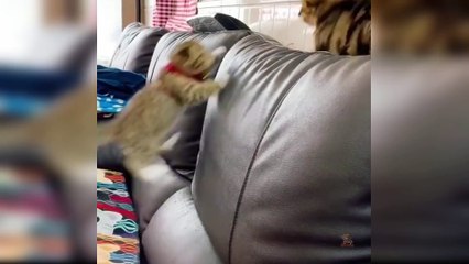 Baby Cats - Cute and Funny Baby Cats Lovely Dance