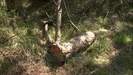 Demtohet masivi pyjor i Moraves - News, Lajme - Vizion Plus