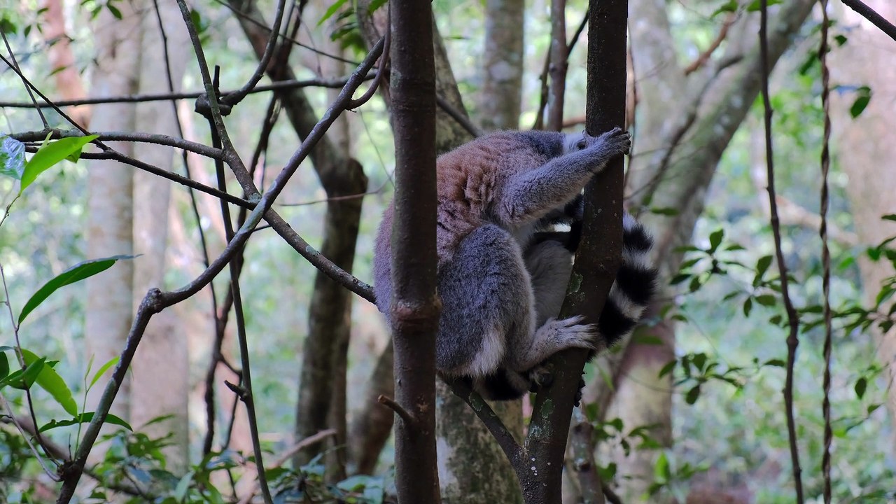 Wild Primates Resting On Trees