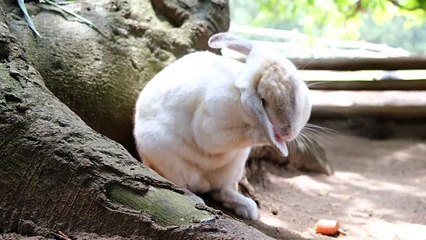 A Rabbit In A Farm Grooming Its Fluffy Hairs
