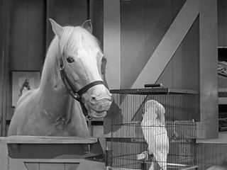 Mr. Ed - 076. Im Namen der Freiheit