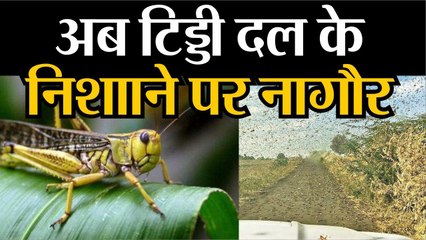Locst Attack|| अब टिड्डी दल के निशााने पर नागौर